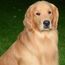 Golden Retrievers from Elmcreek Golden Retrievers and Helping Paws, MN