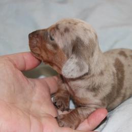Daphne for Kaitlyn - Dapple female Dachshund puppy in Staley, North Carolina from Langley Farms Dachshunds