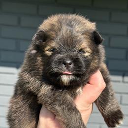 Boy 1 - Orange sable male Pomeranian puppy in Newark, Ohio from Keeperofstars Pomeranians