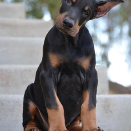Doberman Pinscher Puppies from Obsidian Kennels