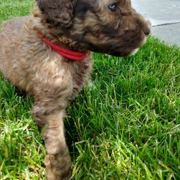 Bearded Retriever, Bernedoodle, Double Doodle, and Poodle Puppies from Doodle Belle Puppy
