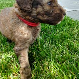 Bearded Retriever, Bernedoodle, Double Doodle, and Poodle Puppies from Doodle Belle Puppy