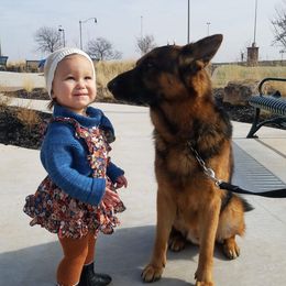 Fedor - German Shepherd