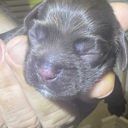 Forest - Brown and white male Cocker Spaniel puppy in Memphis, Tennessee from Cordova Cockers