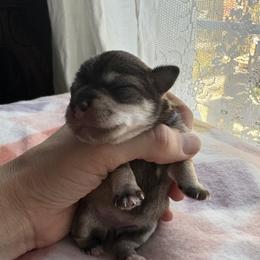Fransis - Liver female Miniature Schnauzer puppy in Hollywood, South Carolina from Lowcountry Dreams Schnauzers