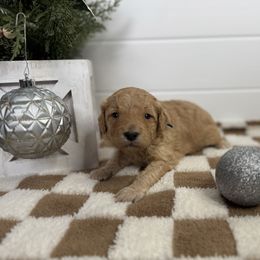 Rocket - Red  male Goldendoodle puppy in Litchfield, Connecticut from Gracie Doodles CT