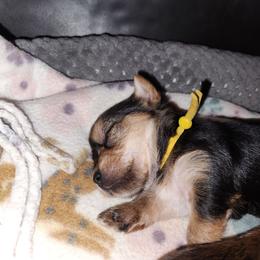 Yellow Collar - Black and gold female Yorkshire Terrier puppy in Sidney, Ohio from Little Yorkie World