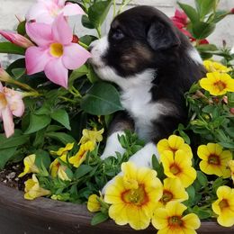 Australian Shepherd Puppies from Crystal Peak Australian Shepherds