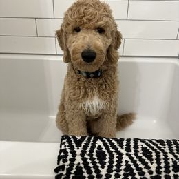 Goldendoodle Puppies from Whidbey Goldendoodles