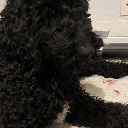 Okley - Labradoodle