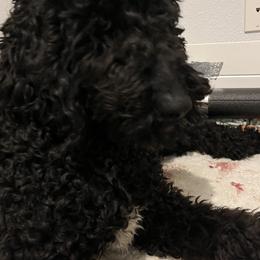 Okley - Labradoodle