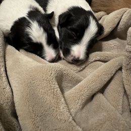 Shetland Sheepdog Puppies from Jennifer Bertke's German Shepherds