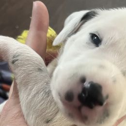 Girl 4 - White and black Dalmatian puppy in Haines City, Florida from Magnolia & Sullivan Dalmatians