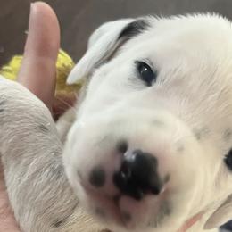 Girl 4 - White and black Dalmatian puppy in Haines City, Florida from Magnolia & Sullivan Dalmatians