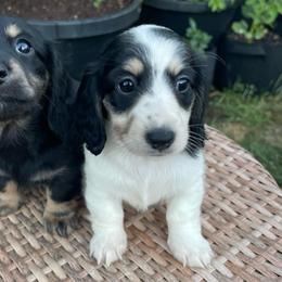 Burrata - Piebald female Dachshund puppy in Rogue River, Oregon from Bear Feet Dachshunds