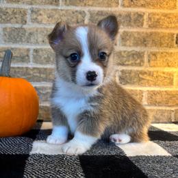 Red collar male - Red male Pembroke Welsh Corgi puppy in Mcarthur, Ohio from Bentley Corgis LLC
