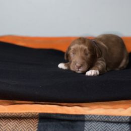 Candy - Caramel female Australian Labradoodle puppy in Calhoun, Louisiana from Arrowhead Australian Labradoodles