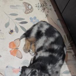 Dachshund Puppies from Kristin Stragey