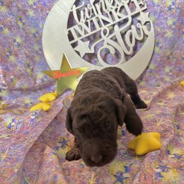 Girl 2 - Brown Poodle puppy in Alaska from Nord Kennel