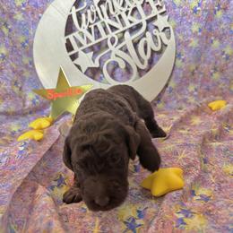 Girl 2 - Brown Poodle puppy in Alaska from Nord Kennel