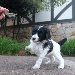 Poodle Puppies from Mount Zion Kennels