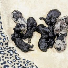 Aussiedoodle, Australian Shepherd, Bernedoodle, Cockapoo, and Poodle Puppies from Sis' Doodles & Poodles