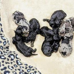 Aussiedoodle, Australian Shepherd, Bernedoodle, Cockapoo, and Poodle Puppies from Sis' Doodles & Poodles