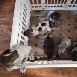 German Shorthaired Pointer Puppies from Stoney Fork German Shorthaired Pointers