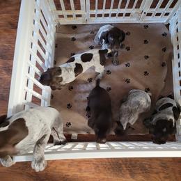 German Shorthaired Pointer Puppies from Stoney Fork German Shorthaired Pointers
