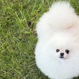 Pomeranians from Pomeraniaboston