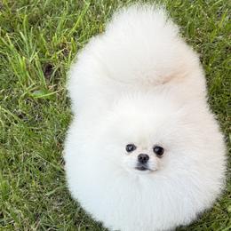 Pomeranians from Pomeraniaboston