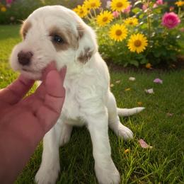 Margo - Parti female Goldendoodle puppy in Murrieta Ca, California from Gloria's Goldendoodles