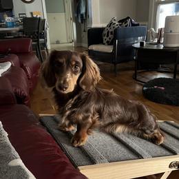 Leo - Dachshund
