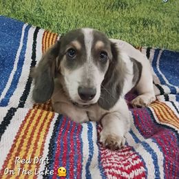 Huck - Dachshund