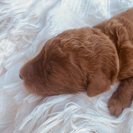 Khaki Collar - Poodle puppy in Nicholasville, Kentucky from Lexington Poodle Company