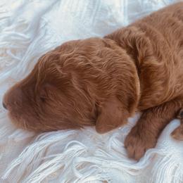 Khaki Collar - Poodle puppy in Nicholasville, Kentucky from Lexington Poodle Company