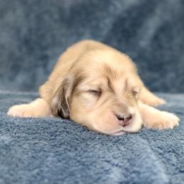 Zion (Green Band) - Cream male Dachshund puppy in Raleigh, North Carolina from McLovin Doxies