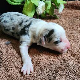 Foxglove - Blue merle male Border Collie puppy in Opelousas, Louisiana from Zahara Border Collies