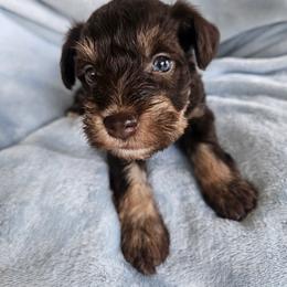 Katarina - Liver female Miniature Schnauzer puppy in Crosby, Texas from Raisin' the Woof Schnauzers