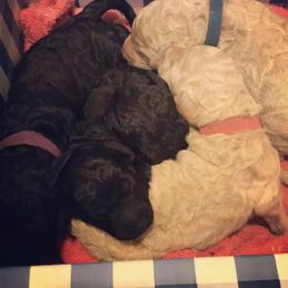 Goldendoodle Puppies from Zeusthemoosedoodles