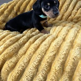 Link - Black and tan male Dachshund puppy in Meridian, Id 83646 3658, Idaho from Boise Best Mini Dachshunds
