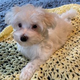 LG - White male Maltese puppy in Bonham, Texas from My Maltese Family