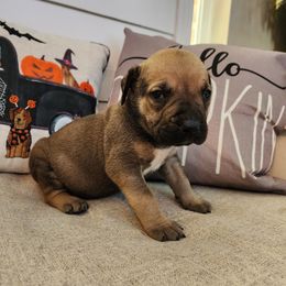 Girl 1 - Brown Boerboel puppy in Royse City, Texas from Leontix Boerboels