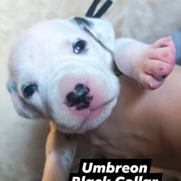 Umbreon (Black collar) - White and black male Dalmatian puppy in Raymondville, Missouri from Wagner's Dalmatian's
