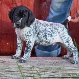 Chief - Black roan male German Shorthaired Pointer puppy in China Township, Michigan from Snell's Superior Kennel Dobermann & GSP