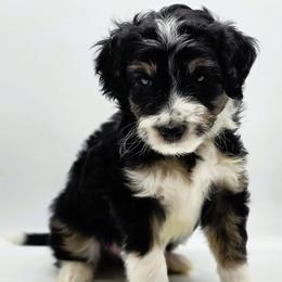 Rowdy - Black tri-color male Aussiedoodle puppy in Lancaster, Minnesota from Wilson Cattle Co.