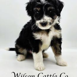 Rowdy - Black tri-color male Aussiedoodle puppy in Lancaster, Minnesota from Wilson Cattle Co.