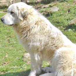 Chloe - Great Pyrenees