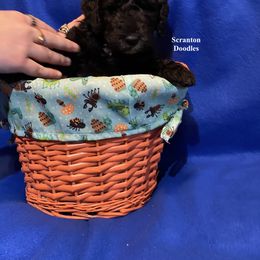 Goldendoodle Puppies from Scranton Goldendoodles