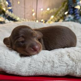 Cider - Chocolate and tan male Dachshund puppy in Fayetteville, West Virginia from Loop Creek Dachshunds